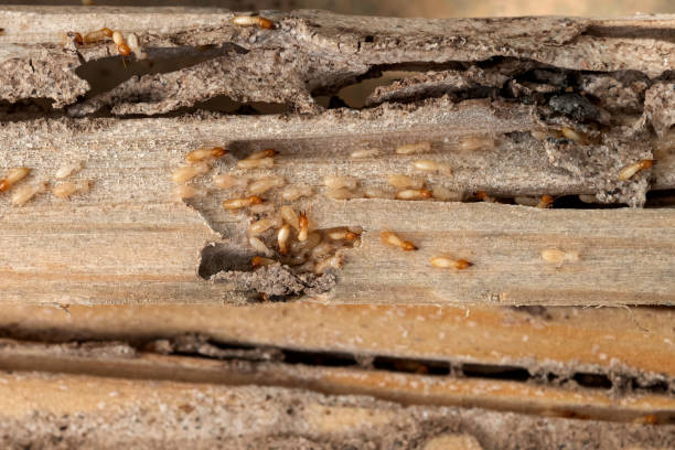Best Spider Control Near Me  in Jamesburg, NJ