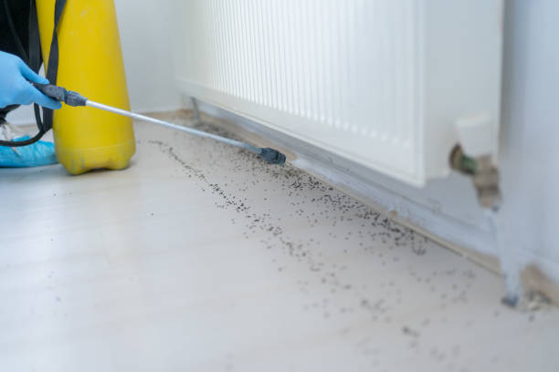 Flea Control Services in Jamesburg, NJ